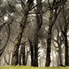 Foggy Forest Jigsaw Puzzle