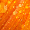 Orange With Dew Jigsaw Puzzle