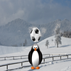 Penguin Soccer Star
