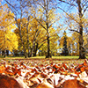 Crunchy Leaves Jigsaw Puzzle